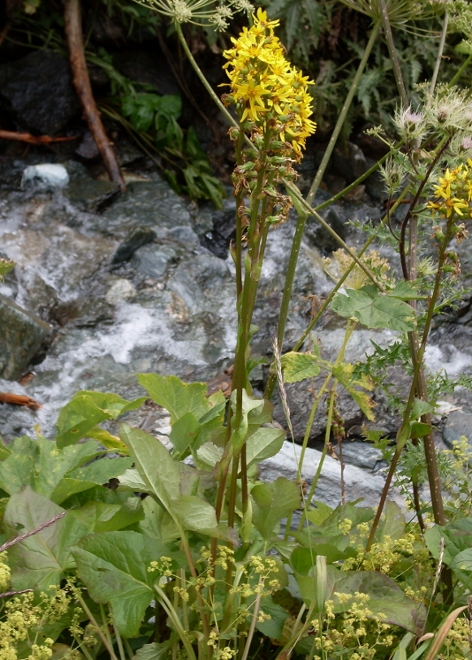 Image of Ligularia subsagittata specimen.