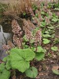 Petasites hybridus. Группа цветущих растений на берегу пруда. Нидерланды, Гронинген, в культуре. 4 апреля 2009 г.