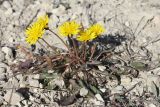 Taraxacum bessarabicum