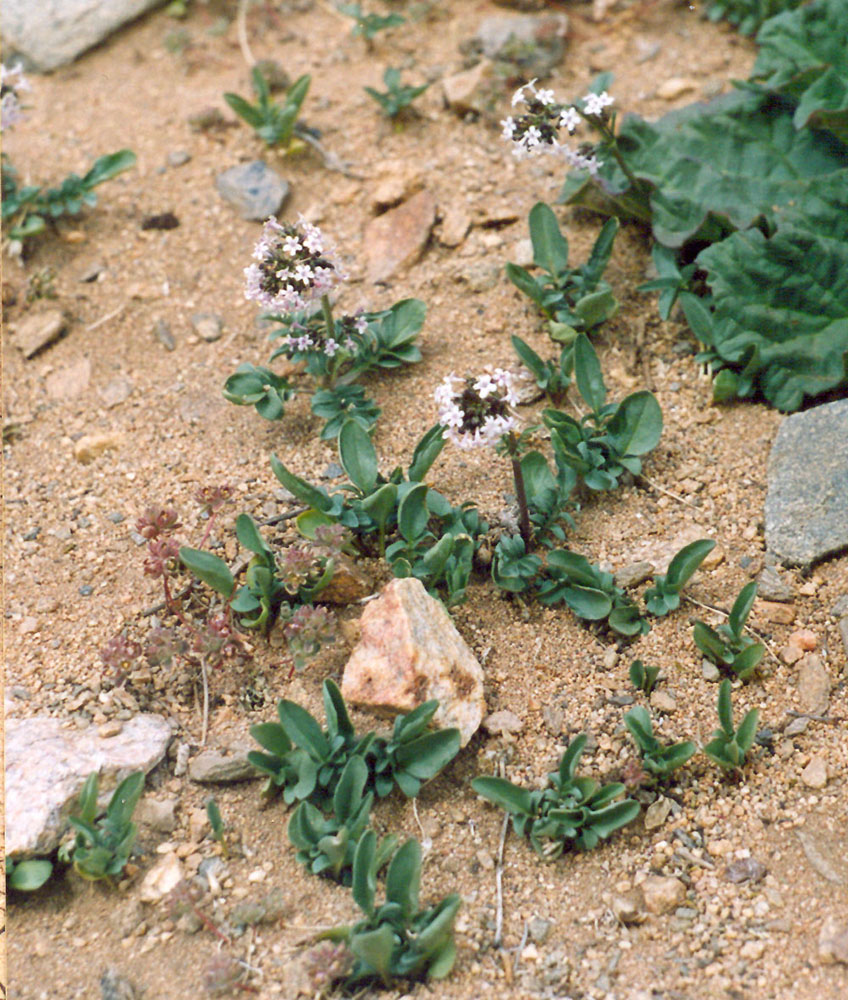 Изображение особи Valeriana petrophila.