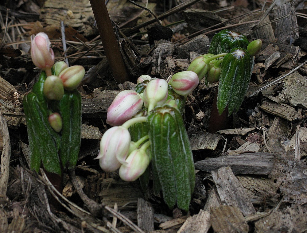 Image of genus Podophyllum specimen.