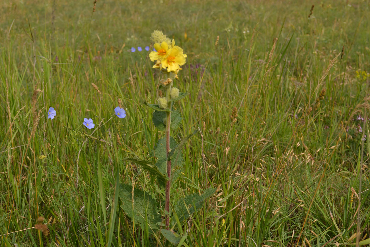 Image of Verbascum ovalifolium specimen.