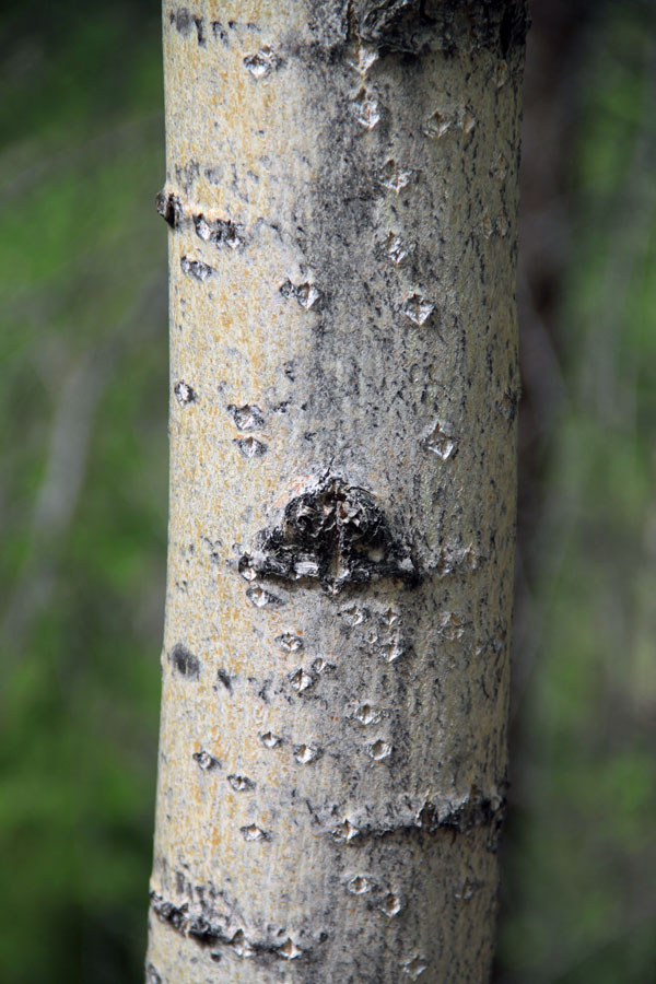 Image of Populus suaveolens specimen.