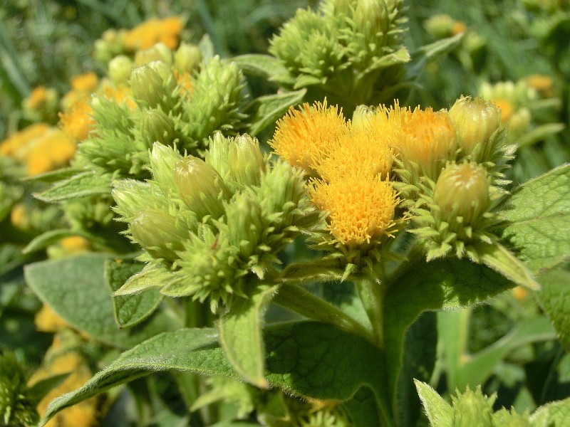 Изображение особи Inula thapsoides.