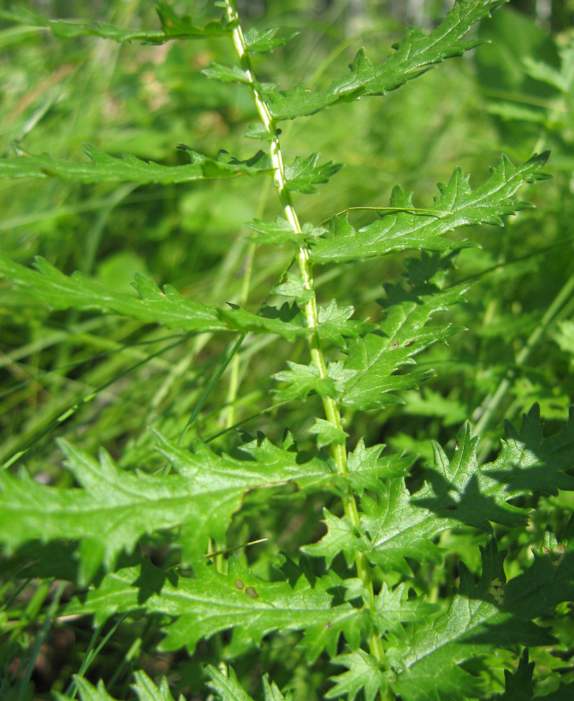 Image of Filipendula vulgaris specimen.