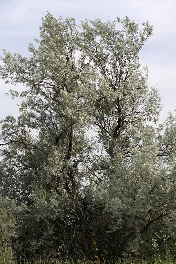 Image of genus Elaeagnus specimen.