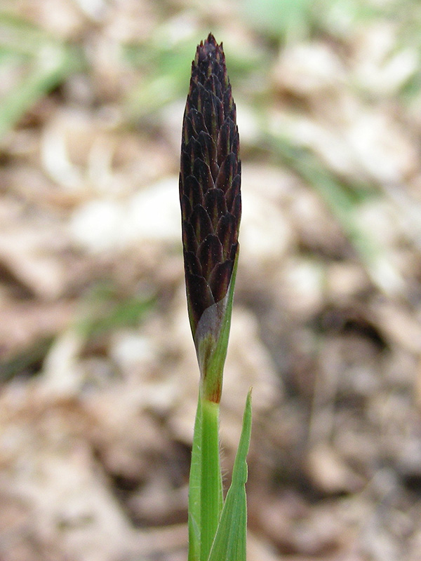 Изображение особи Carex pilosa.