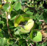 Lonicera implexa. Верхушки побегов с незрелыми соплодиями. Испания, Каталония, Барселона, монастырь Монтсеррат, у тропы по склону горы. 25.06.2012.