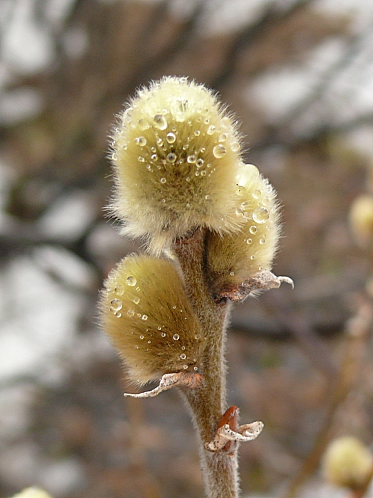 Изображение особи Salix lanata.