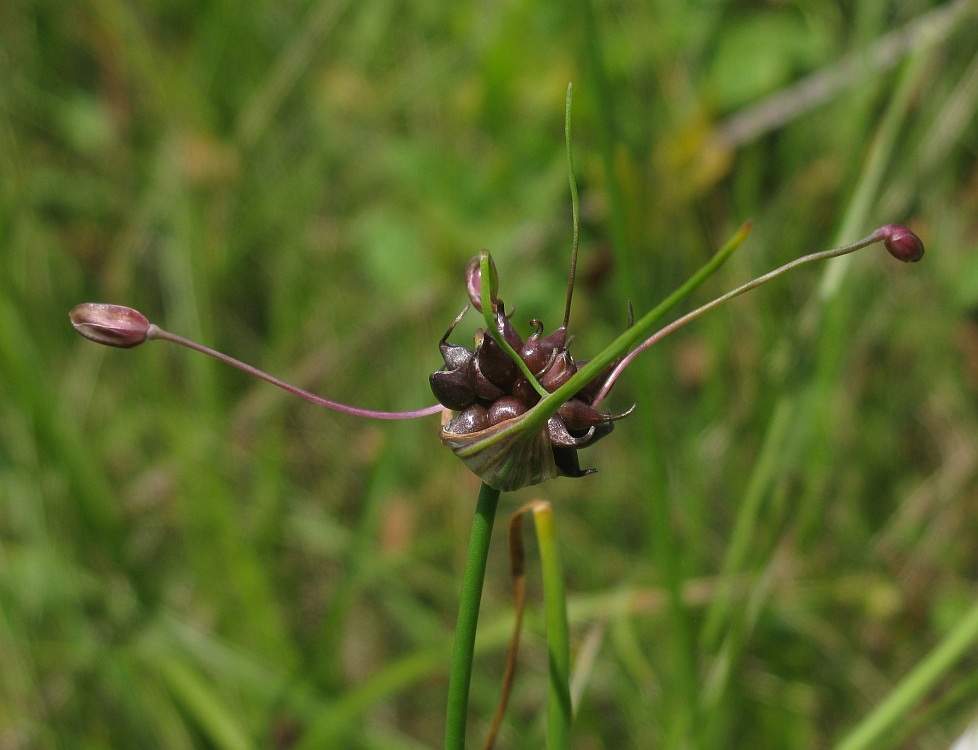 Image of Allium oleraceum specimen.