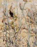 Jurinea staehelinae. Верхушка расцветающего растения. Israel, Negev Mountains. 17.04.2010.