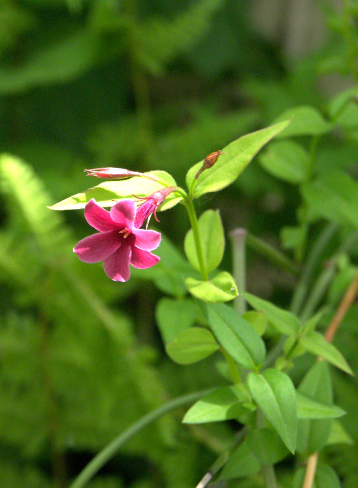 Image of Jasminum beesianum specimen.