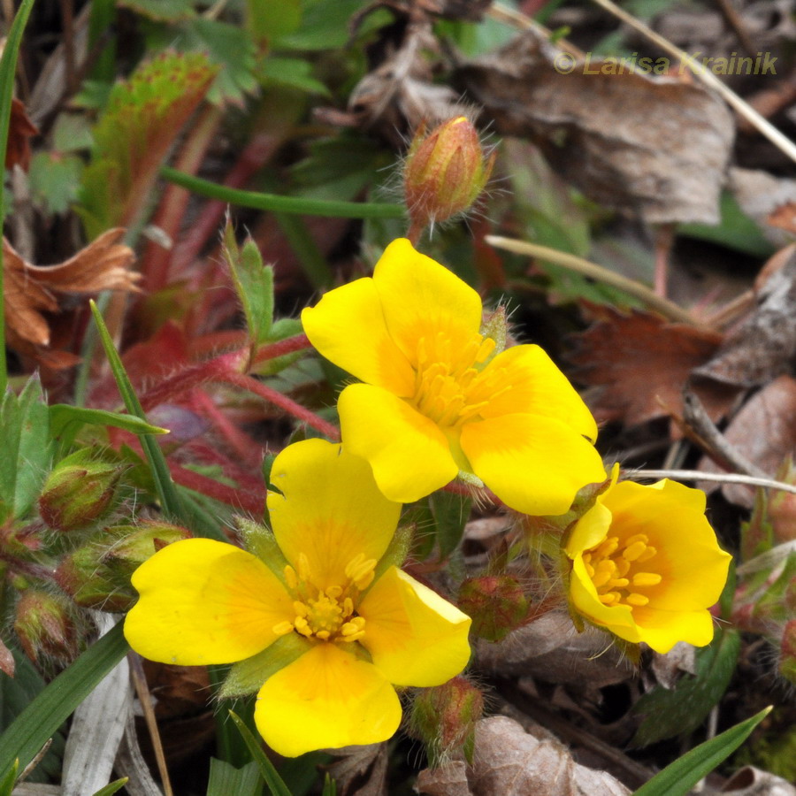 Изображение особи Potentilla fragarioides.