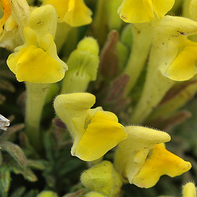 Изображение особи Scutellaria grossheimiana.