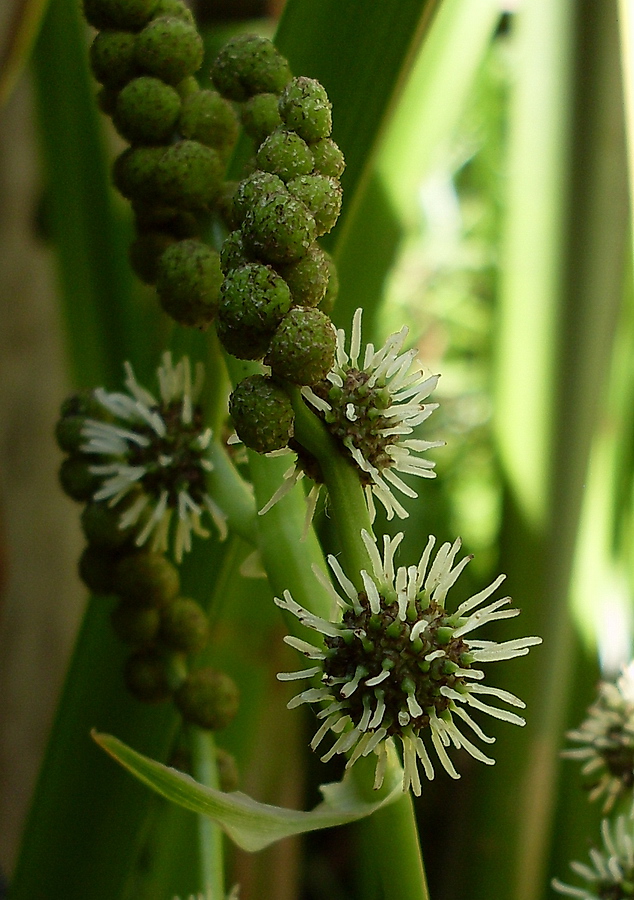 Image of Sparganium erectum specimen.