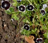 Nemophila menziesii. Побеги с соцветиями ('Penny Black'). Германия, г. Krefeld, Ботанический сад. 10.06.2013.