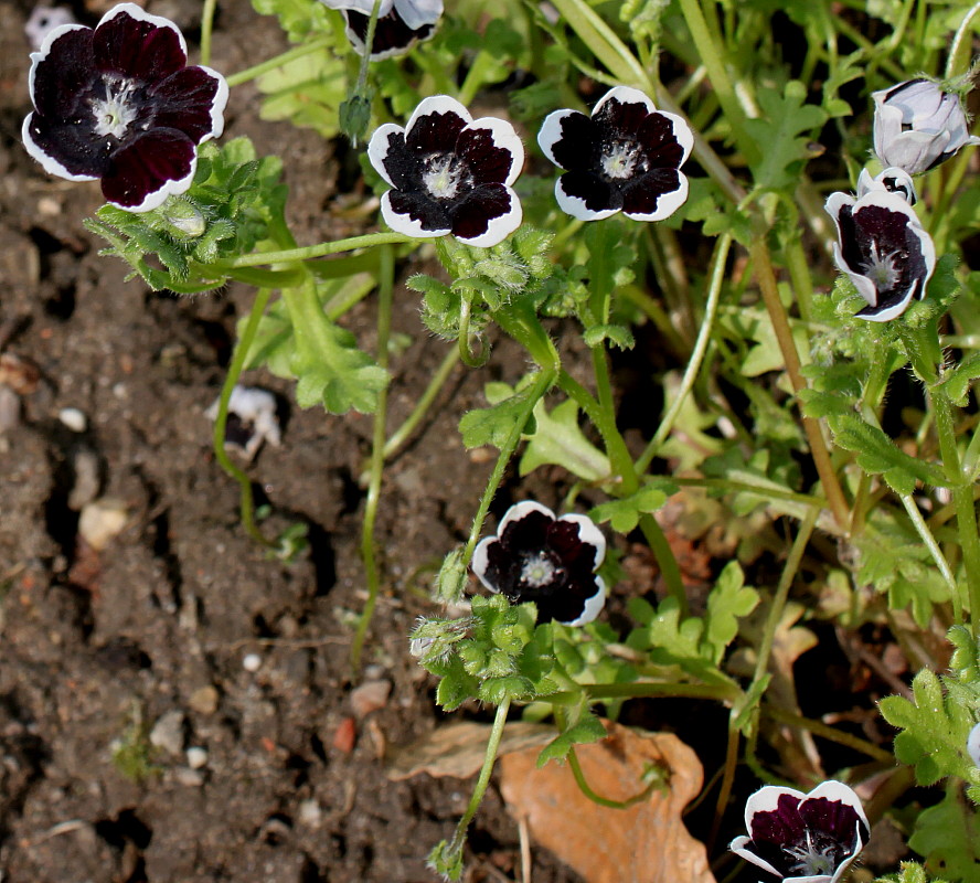 Изображение особи Nemophila menziesii.