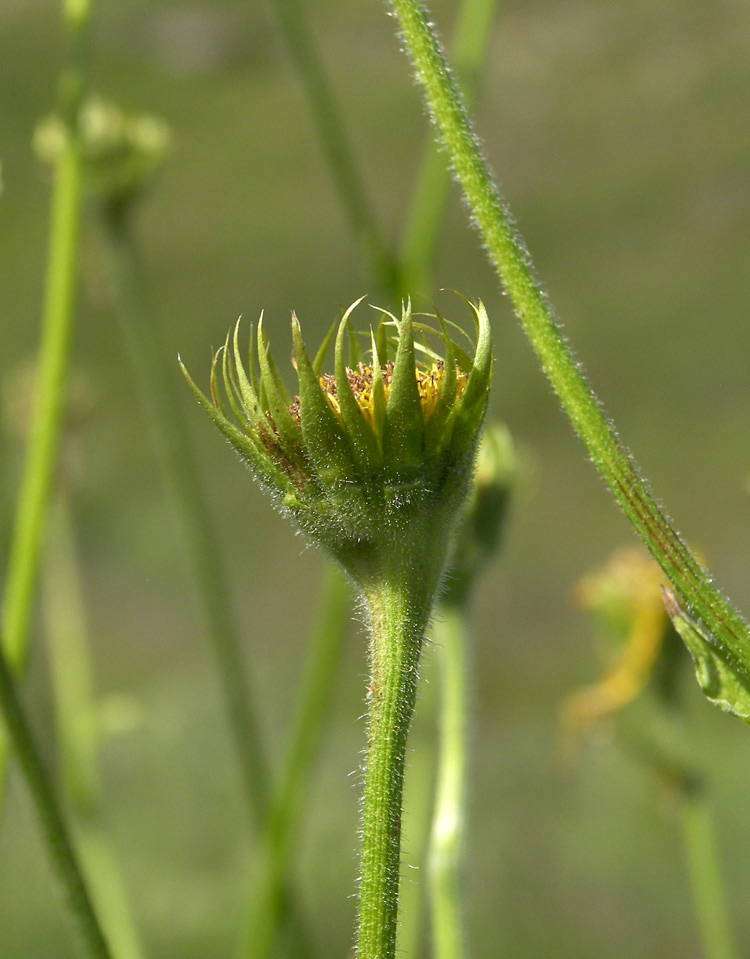 Image of Doronicum macrophyllum specimen.