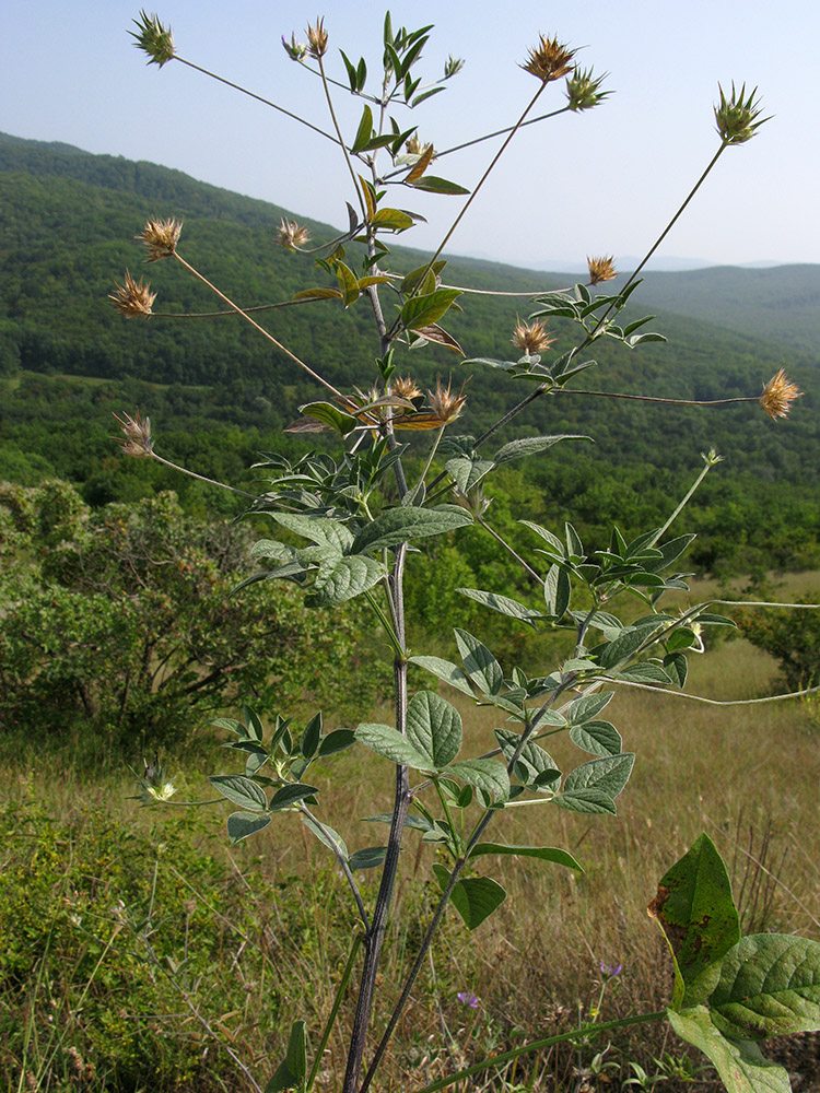 Image of Psoralea bituminosa ssp. pontica specimen.