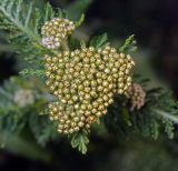 Achillea millefolium. Соцветие с нераскрывшимися элементарными соцветиями-корзинками. Московская обл., Раменский р-н, окр. дер. Хрипань, садовый участок. 13.08.2013.