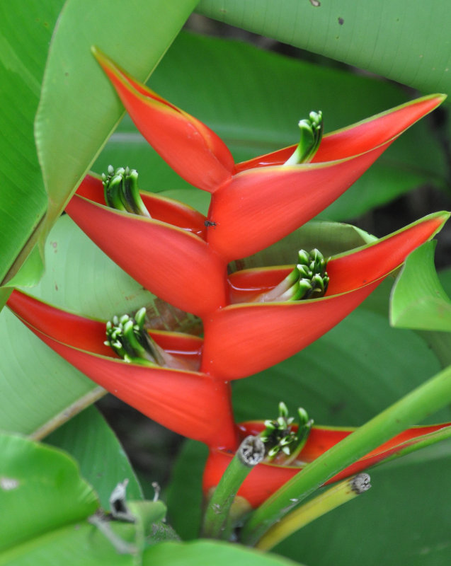 Изображение особи Heliconia stricta.