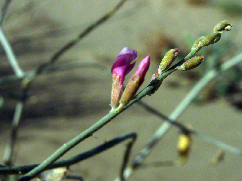 Image of Astragalus villosissimus specimen.