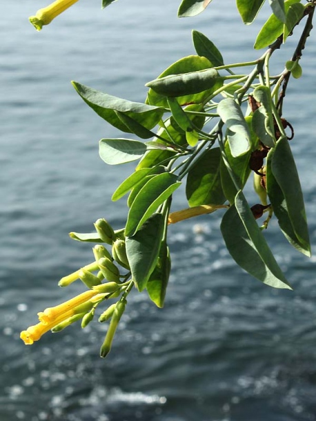 Image of Nicotiana glauca specimen.