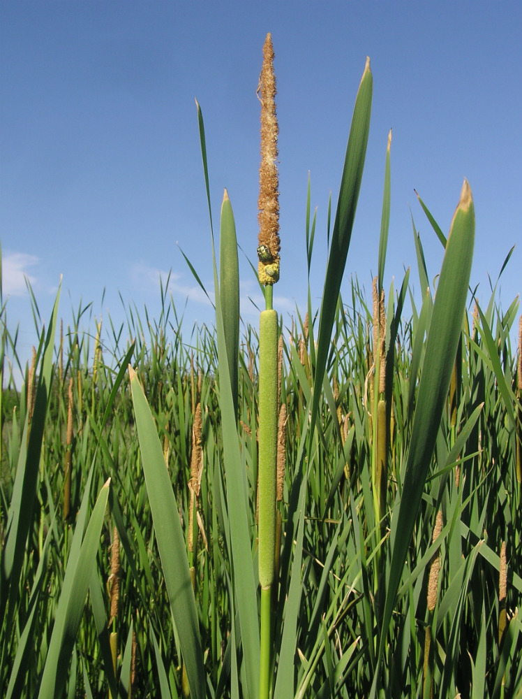 Image of Typha &times; glauca specimen.