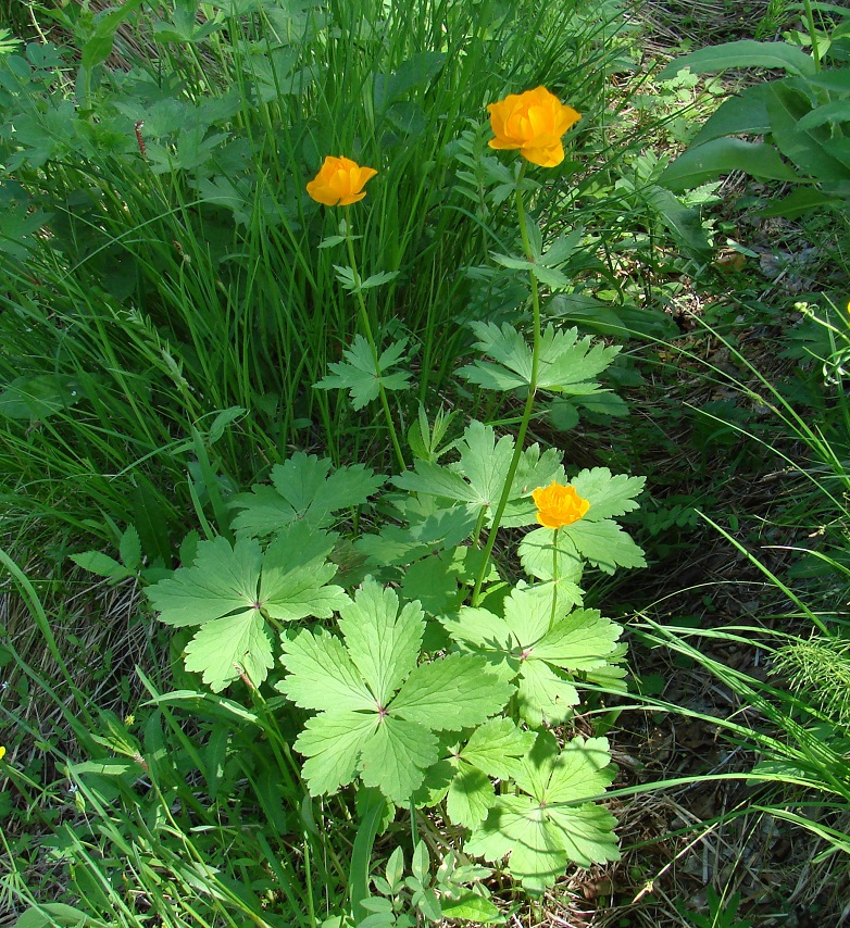 Изображение особи Trollius kytmanovii.