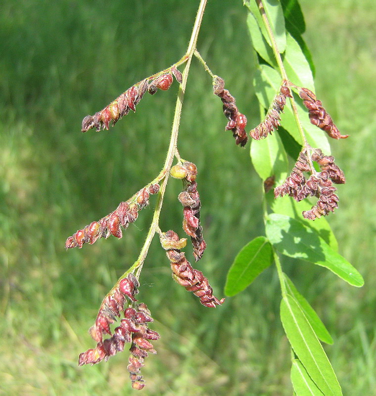 Image of Gleditsia triacanthos specimen.