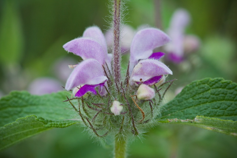 Изображение особи Phlomis majkopensis.