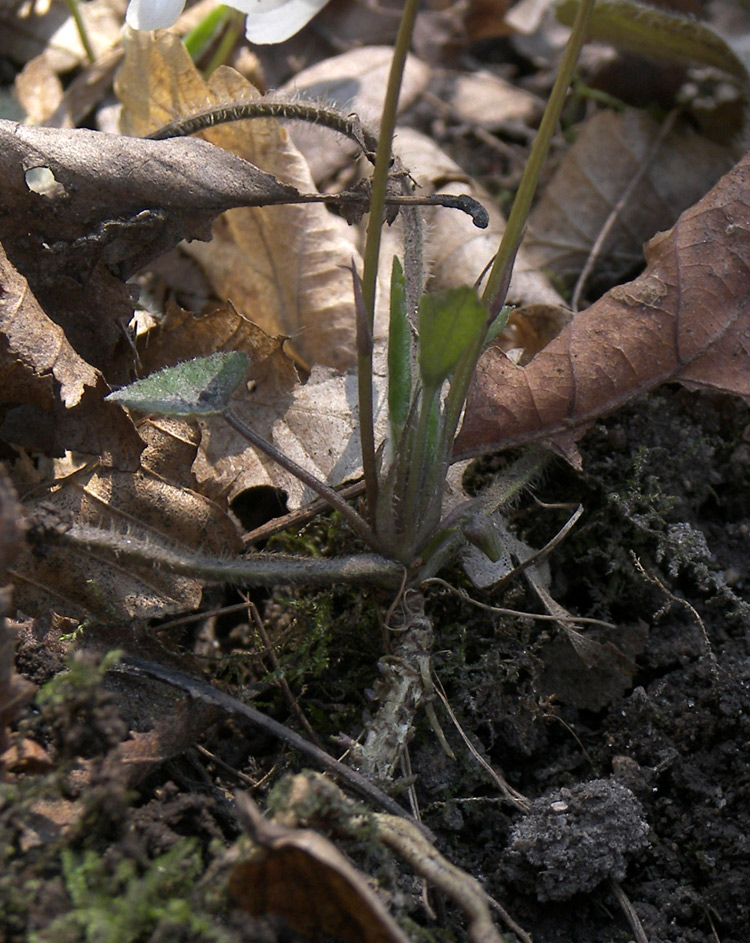 Image of Viola alba var. albiflora specimen.