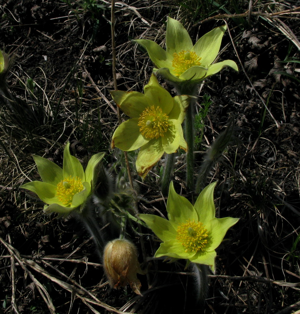 Изображение особи Pulsatilla orientali-sibirica.