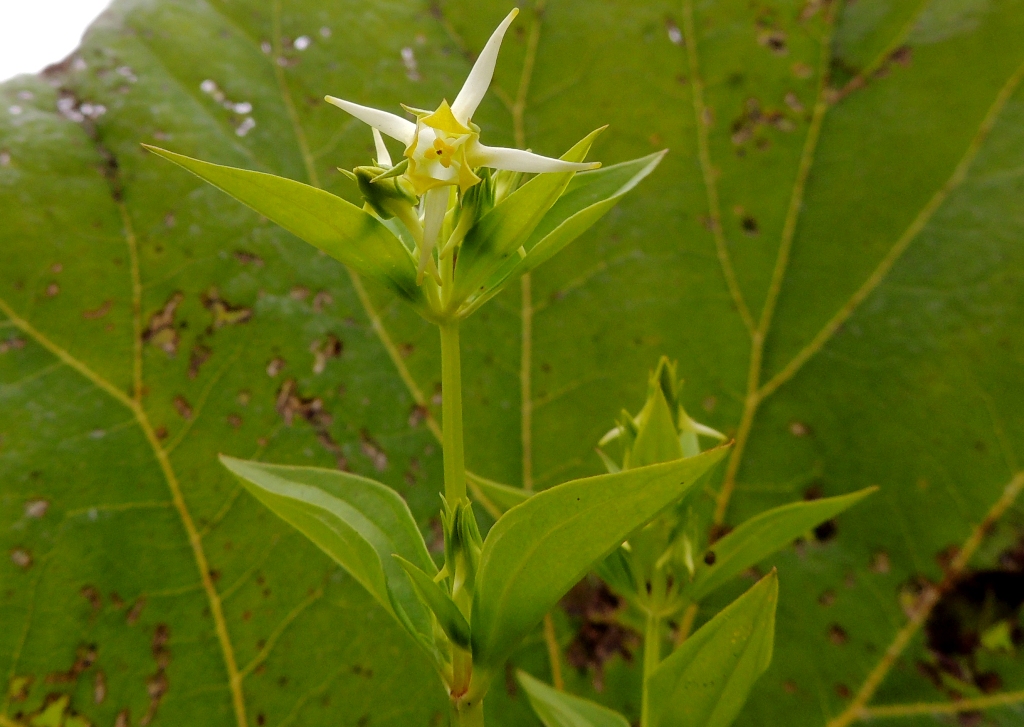 Image of Halenia corniculata specimen.