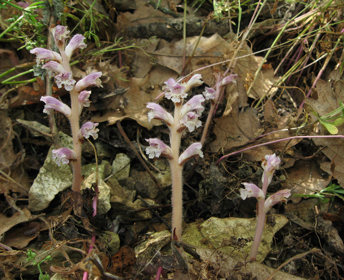 Image of Orobanche pubescens specimen.