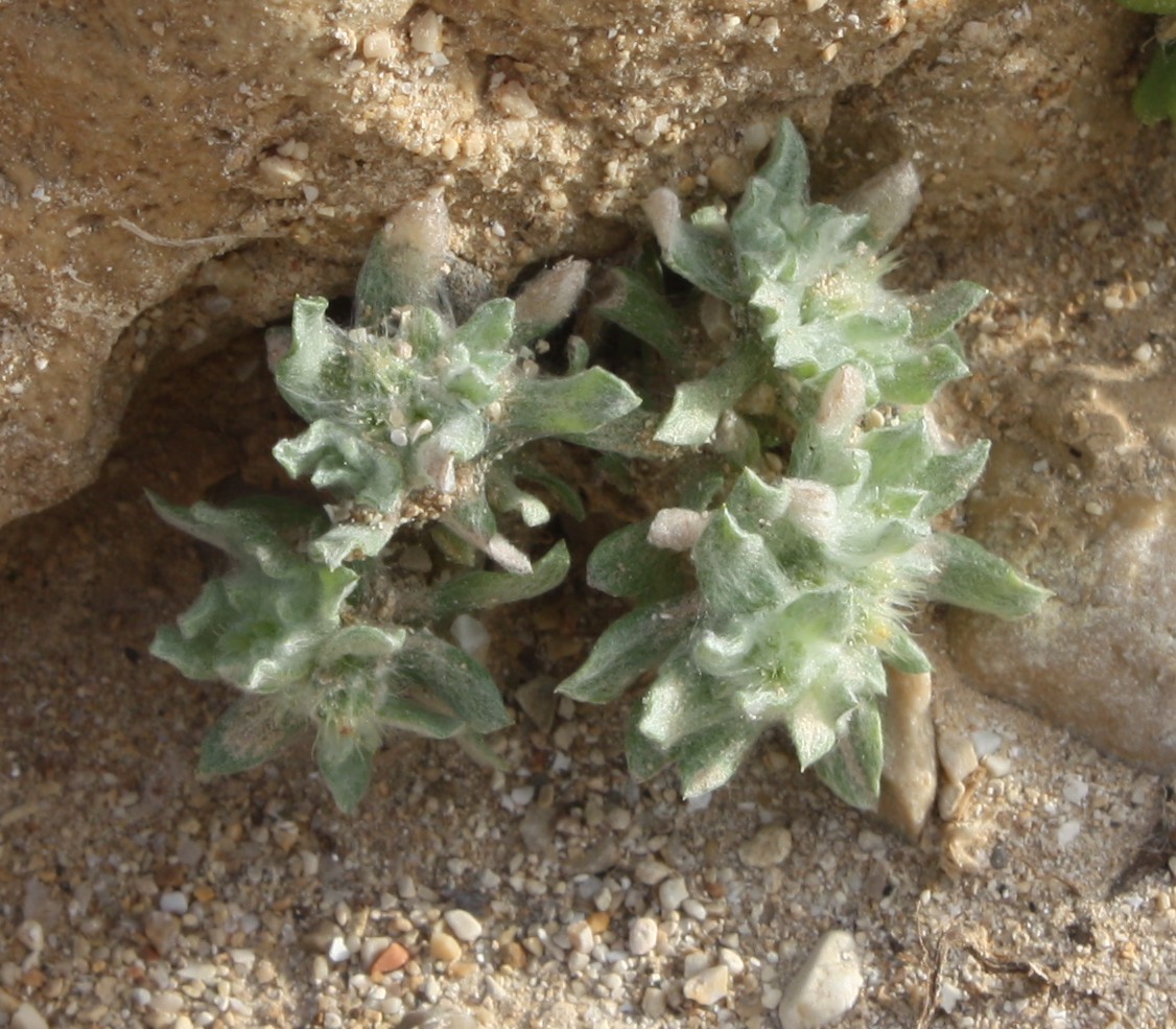 Image of Filago desertorum specimen.