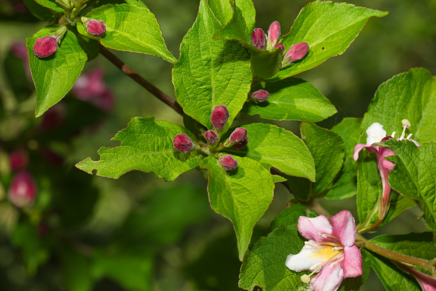 Image of Weigela florida specimen.