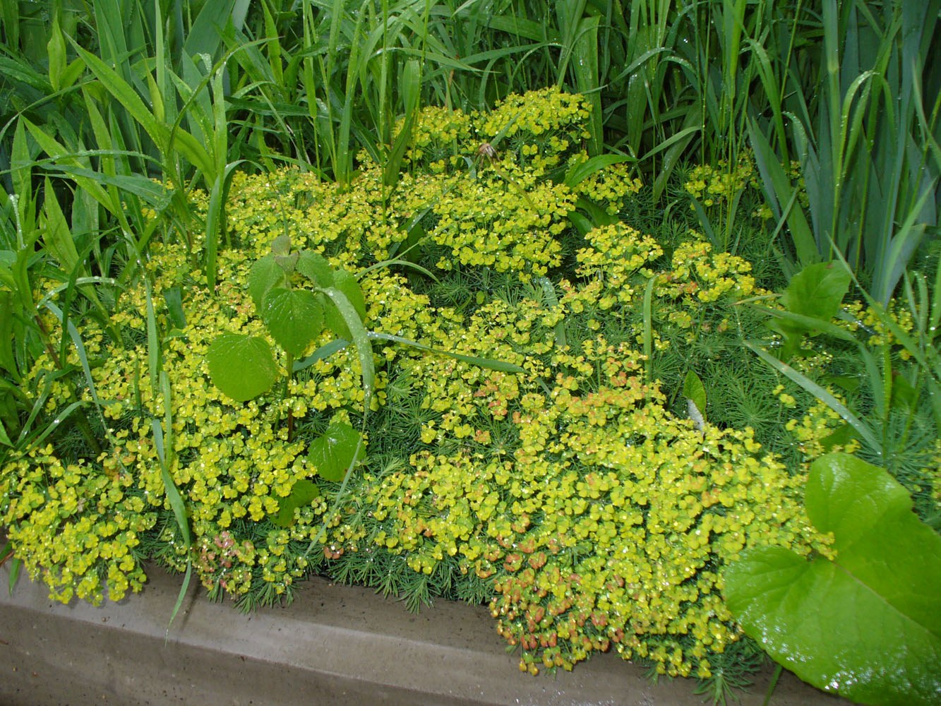 Изображение особи Euphorbia cyparissias.