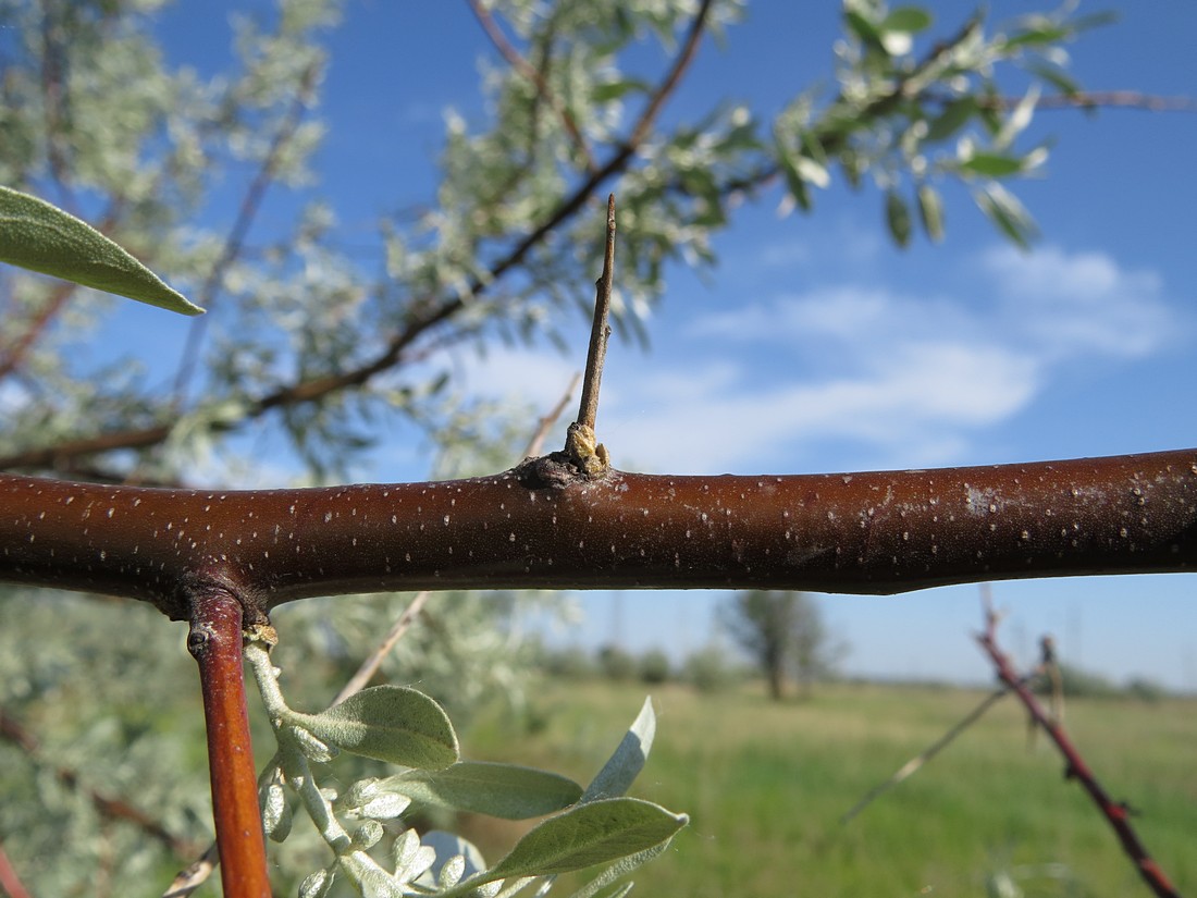 Image of Elaeagnus angustifolia specimen.