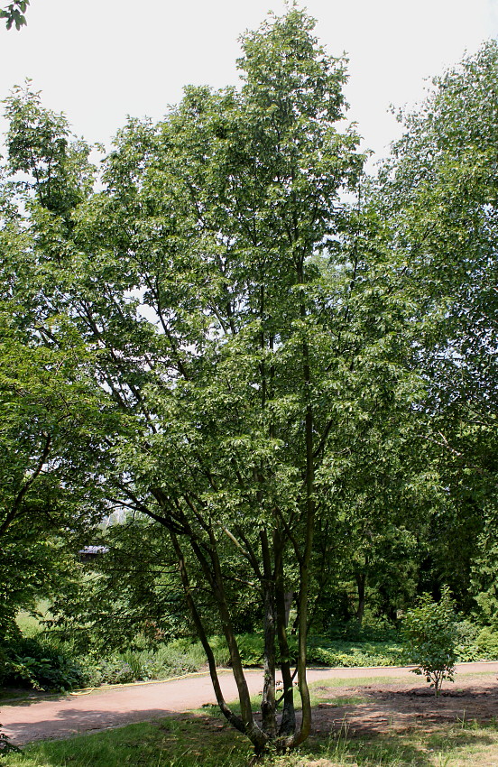 Image of Ostrya carpinifolia specimen.