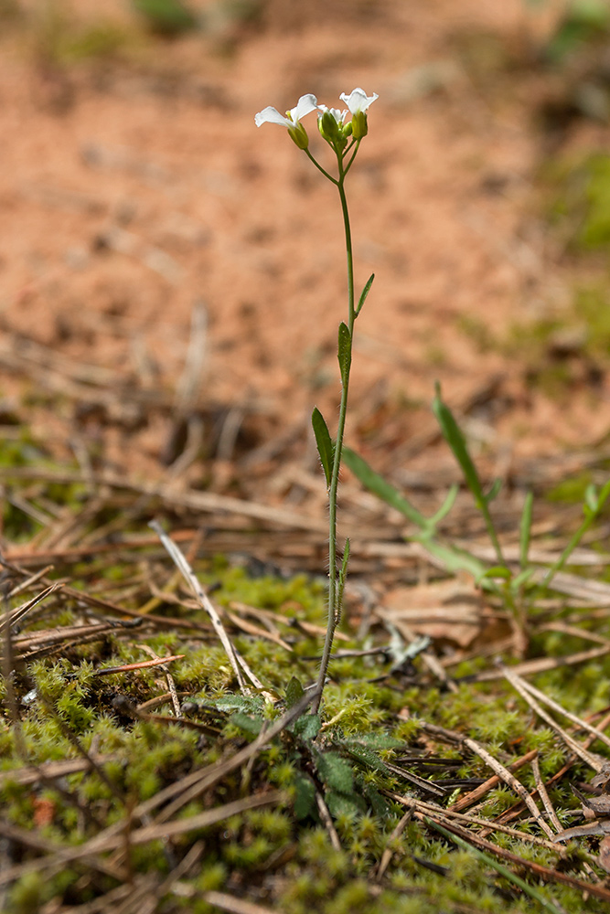 Image of Arabidopsis arenosa specimen.