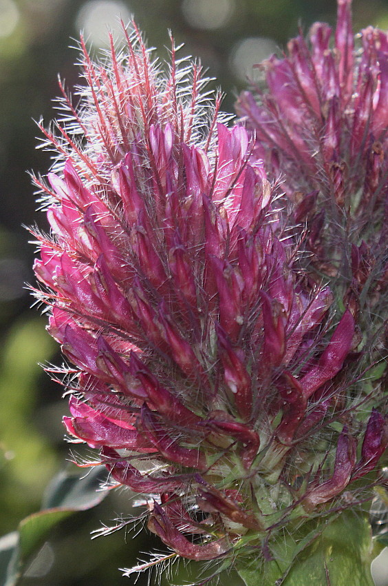 Изображение особи Trifolium rubens.