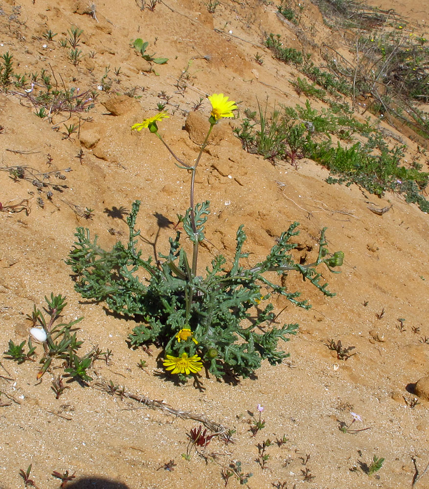 Image of Senecio glaucus specimen.