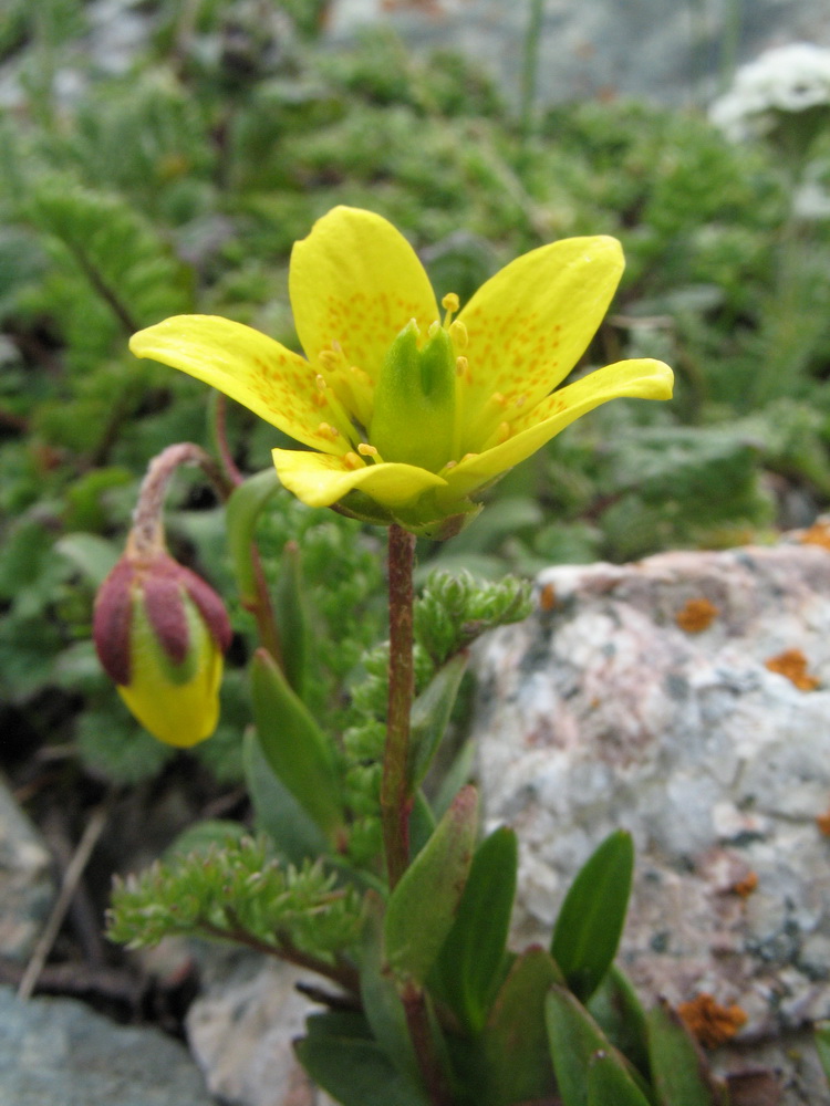 Изображение особи Saxifraga hirculus.