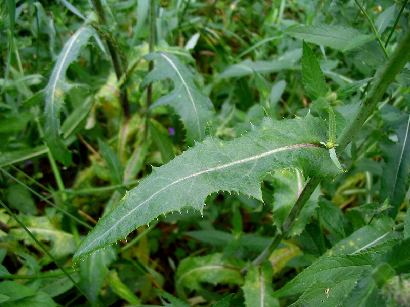 Image of Sonchus arvensis ssp. uliginosus specimen.