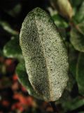 Elaeagnus × submacrophylla. Молодой лист с опушением из звёздчатых волосков. Нидерланды, Гронинген, в городском озеленении. 27 сентября 2009 г.