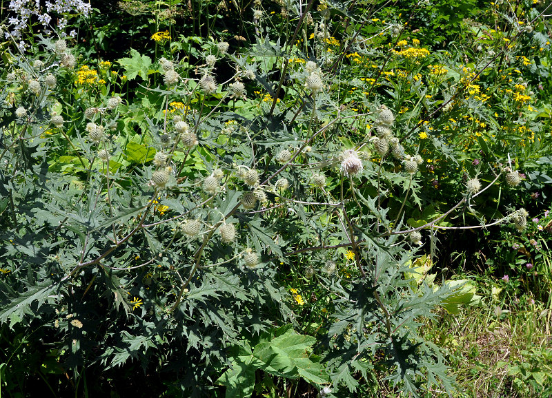 Изображение особи Cirsium chlorocomos.