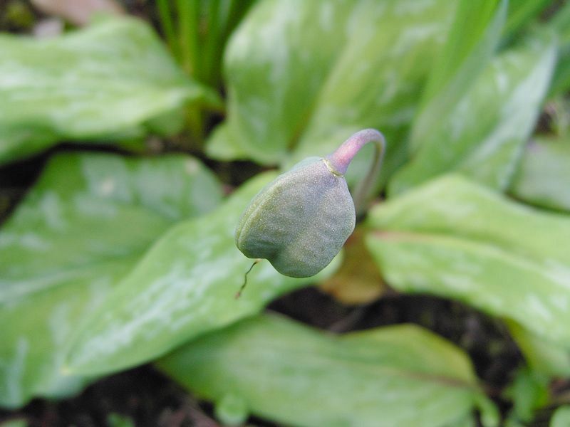 Изображение особи Erythronium japonicum.