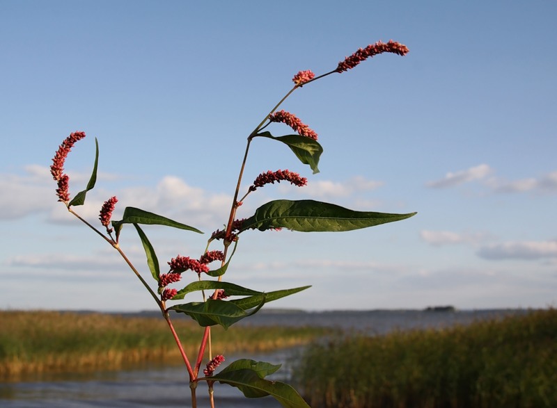 Image of Persicaria lapathifolia specimen.