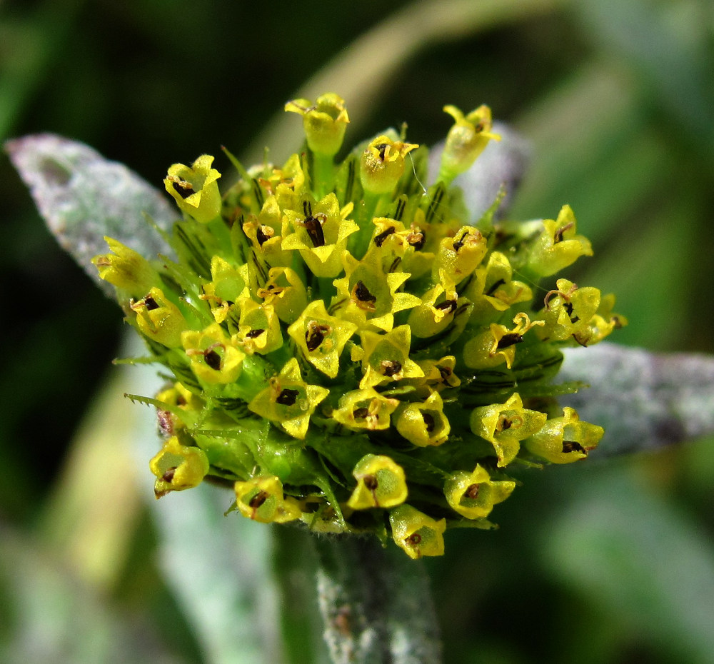 Image of Bidens cernua specimen.